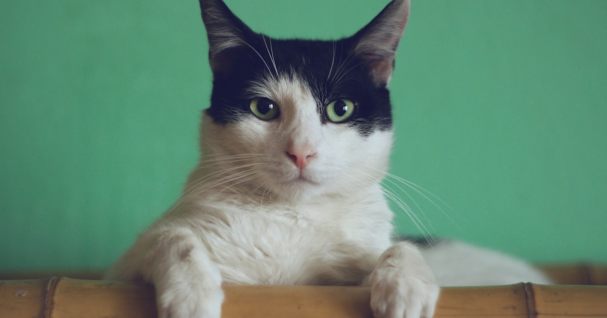 A cat sitting peacefully by a sunny window