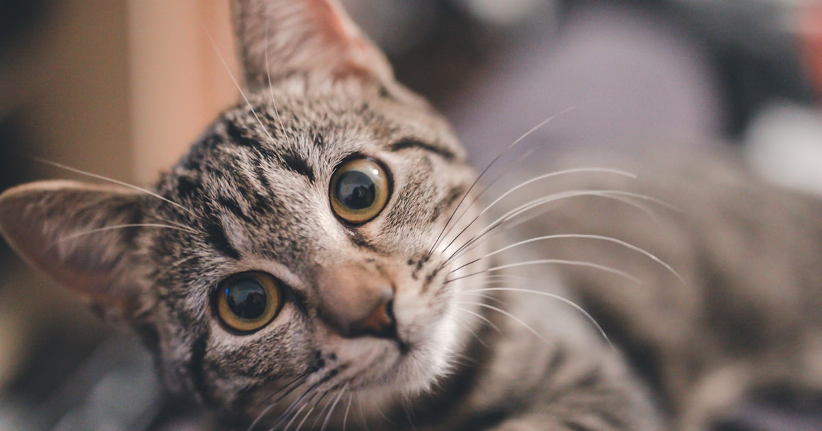 A caring person gently holding a cat, representing compassionate pet aftercare
