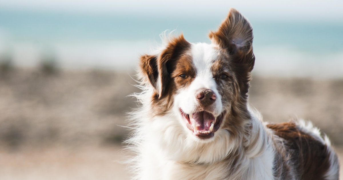 A Golden Retriever dog looking up with a warm, loving expression