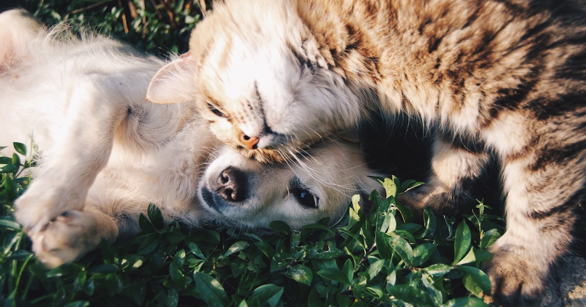 A cat and dog resting peacefully together, representing pet companionship