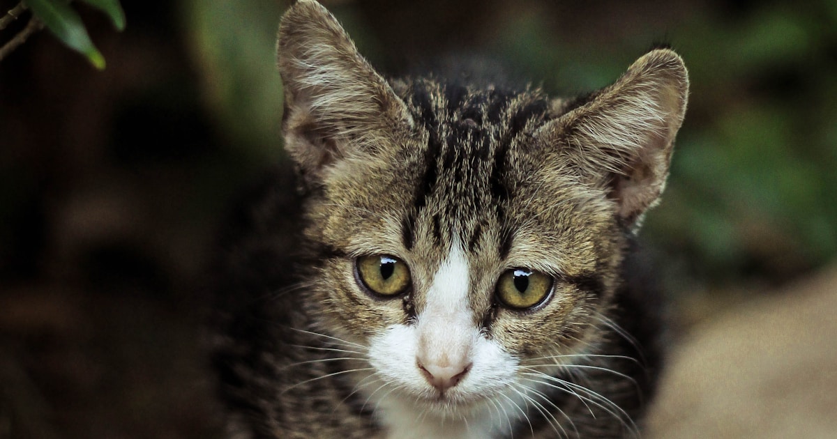 A Labrador Retriever running joyfully through a field