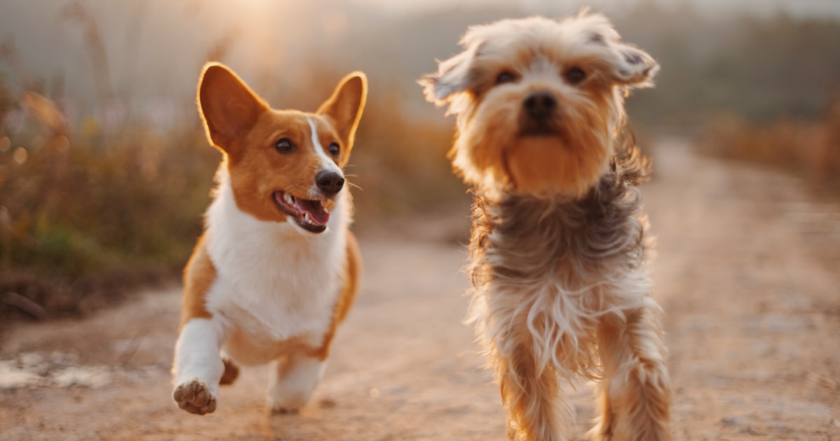 Two dogs walking together on a peaceful forest path