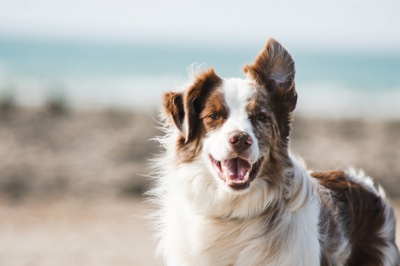 Person gently cradling a dog, sharing a tender final moment